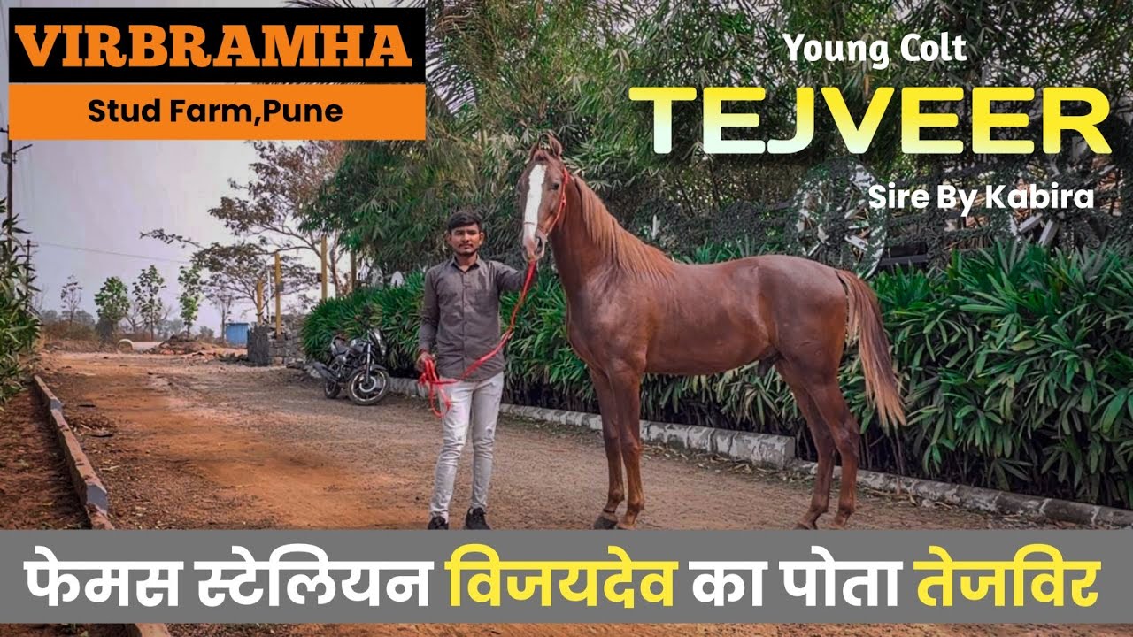 फेमस देवली लाईन का मारवाडी बच्चा तेजवीर | VIRBRAMHA STUD FARM PUNE | COLT TEJVIR 