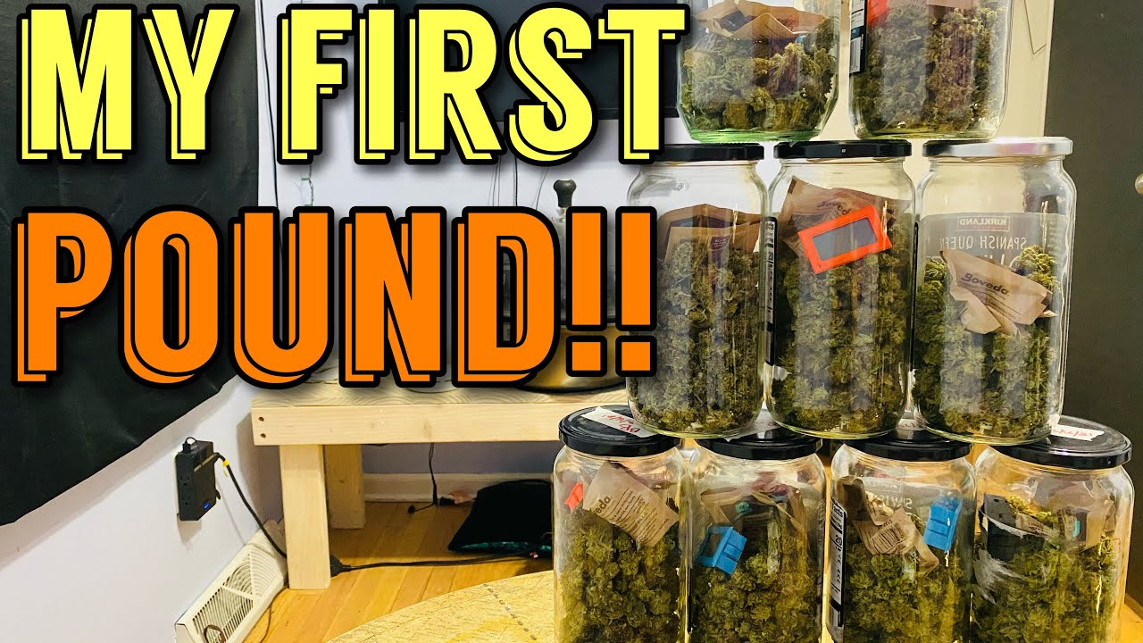 My First Pound! Harvesting Cannabis In A 4x8 Grow Tent - Chocolate Skunk, Blueberry, White Widow