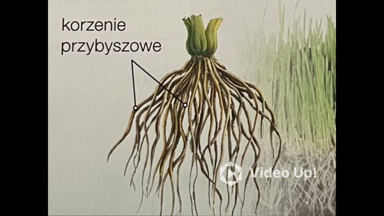 🫜Korzeń - organ podziemny rośliny🫜Biologia🫜klasa 5🫜Puls życia🫜