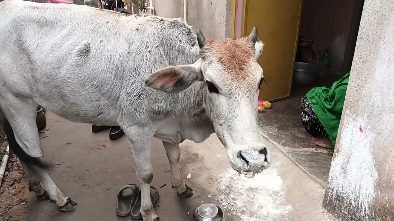 Hungry Cow Can’t Stop Eating 🐄 | Village Life Reality