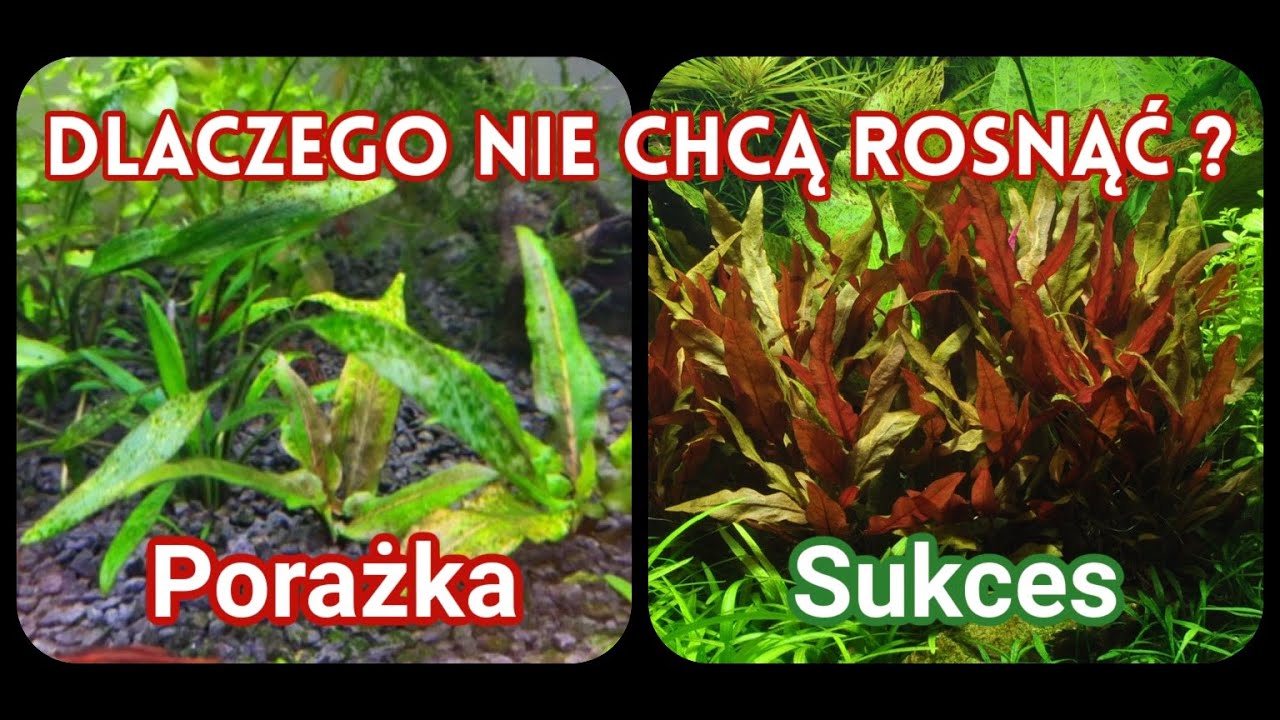 Dlaczego Rośliny Akwariowe nie Rosną? Co Robisz Źle?