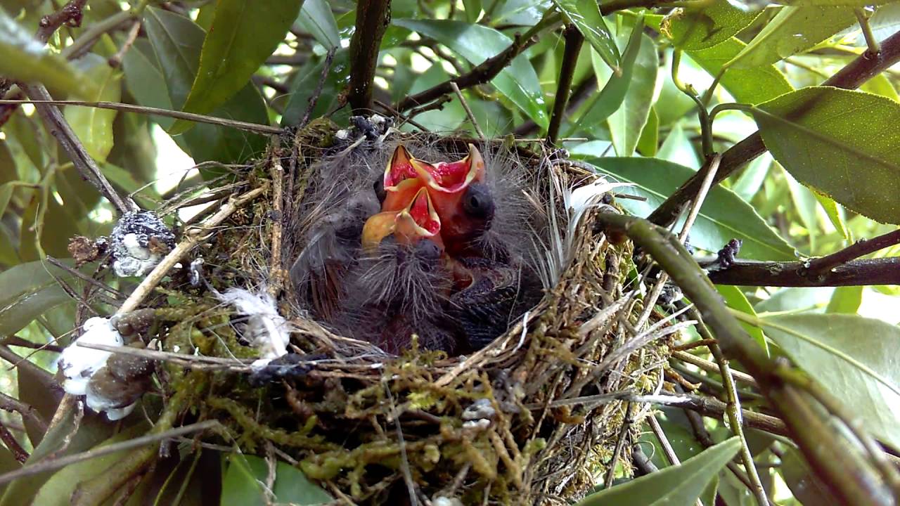 Serinus serinus nest with three babies