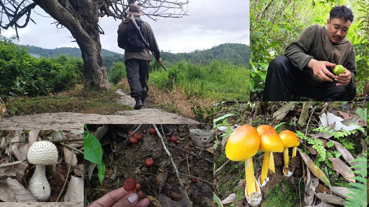 Nature na pibiba rainy season matamgi yensangsing thiruba Khomthokpi and Heiribok || Wild Mushrooms