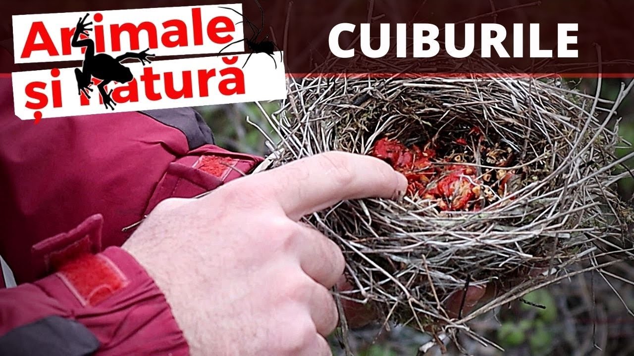 Prin padure dupa cuiburi de pasari