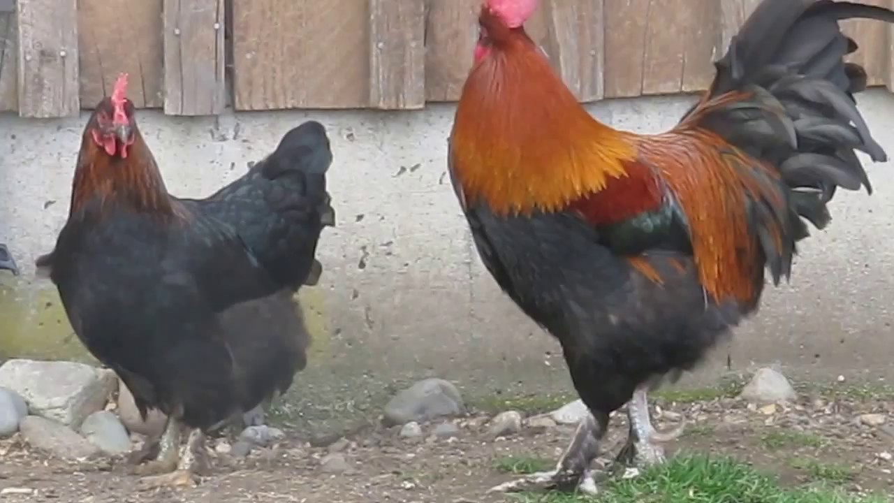 Greendale Heritage Farm Black Copper Marans Flock 2015