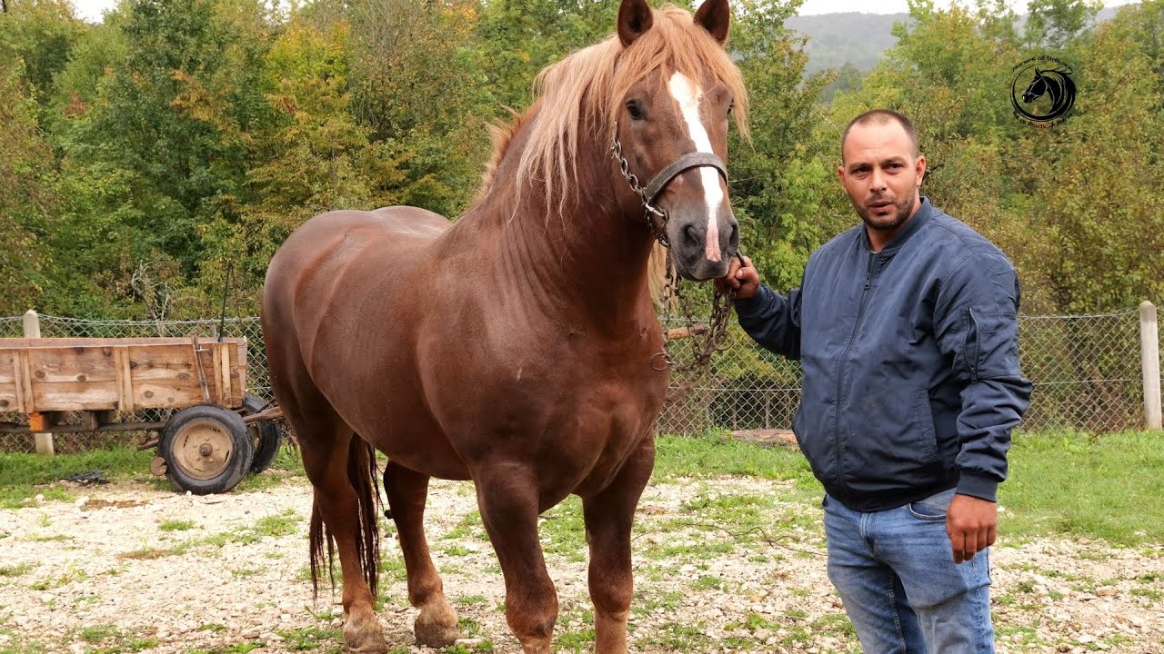 - AĆAM KUPIO OPASNOG LISCA 4g -700 kg I SPREMA GA NA LJUBIĆU -