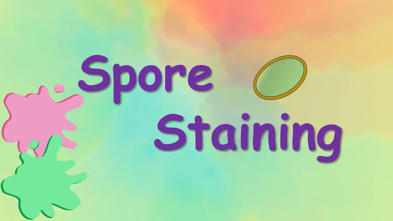 Bacterial spore staining