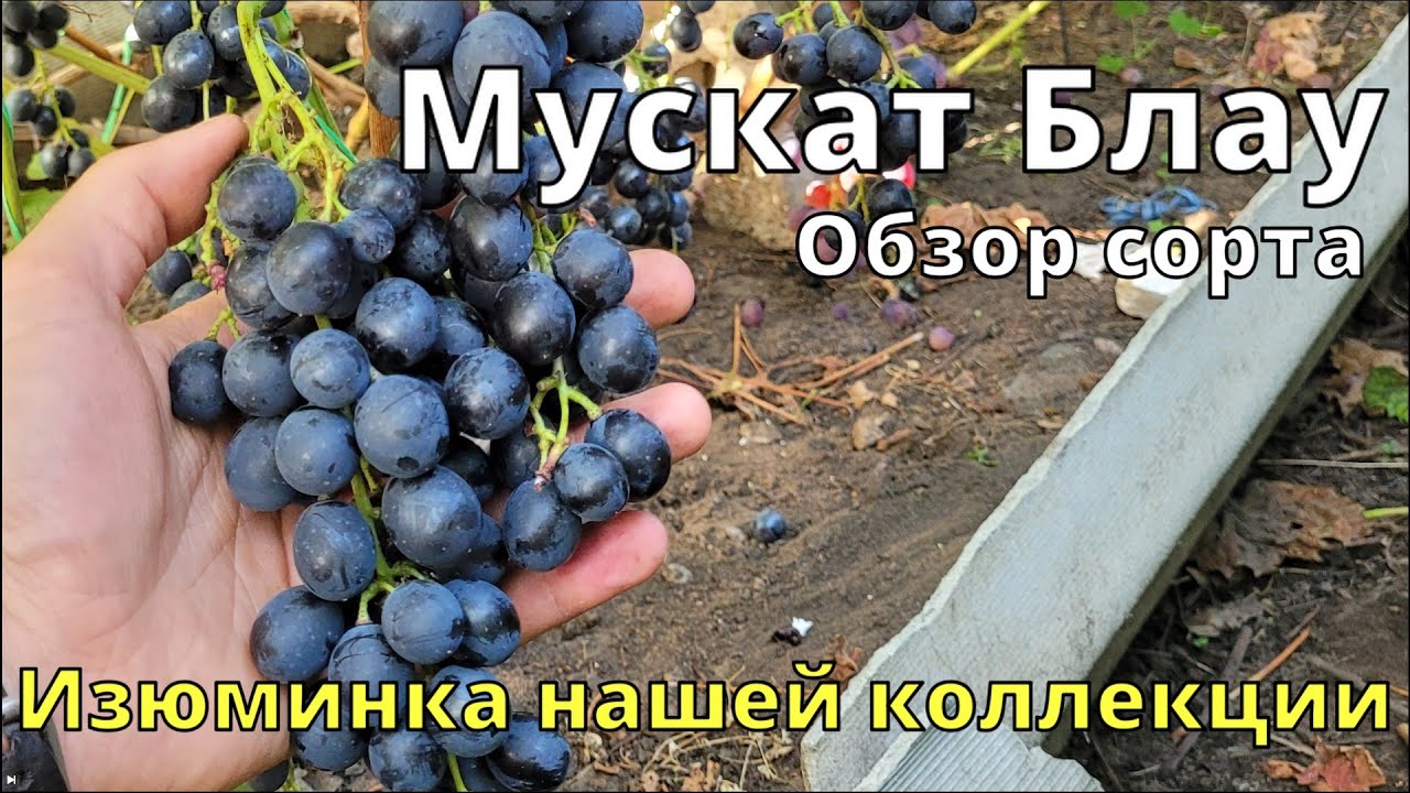 Мускат Блау. Обзор сорта. Виноград в Калининграде