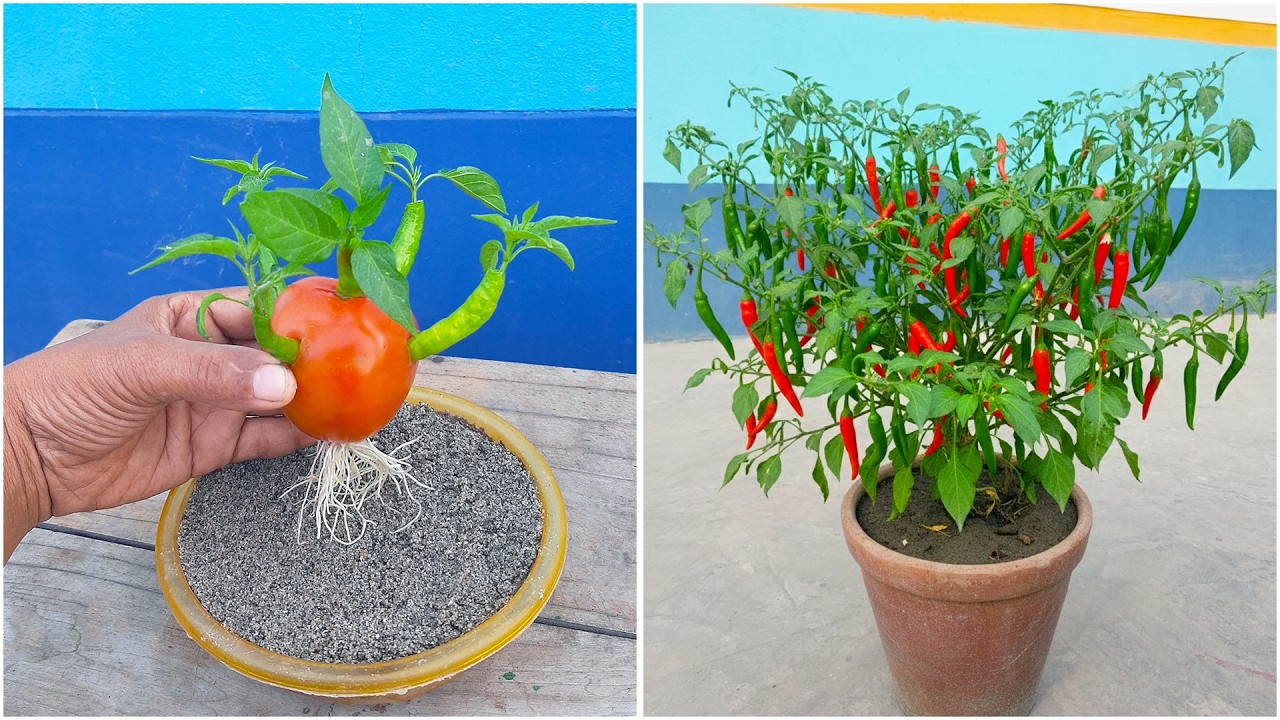Using tomato for growing chili plant at home | Make your garden hot & spicy