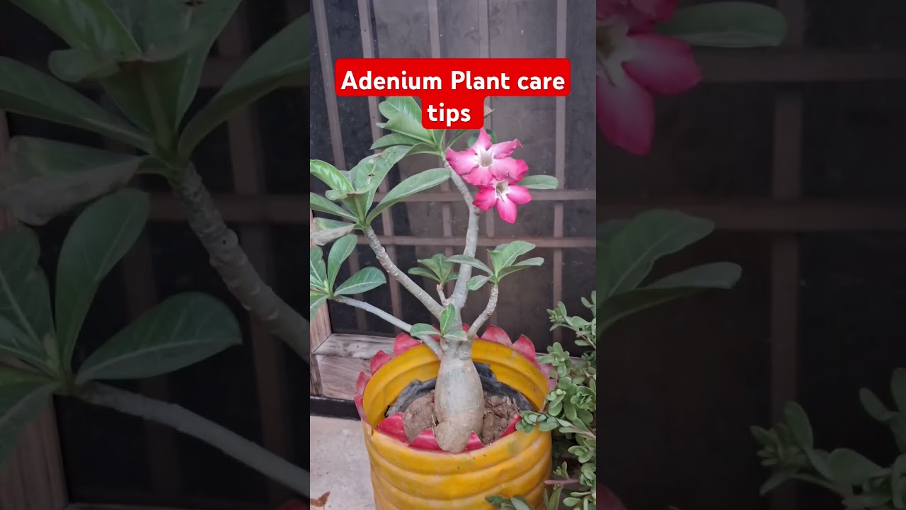 Basic care tips of Adenium Plant #adenium