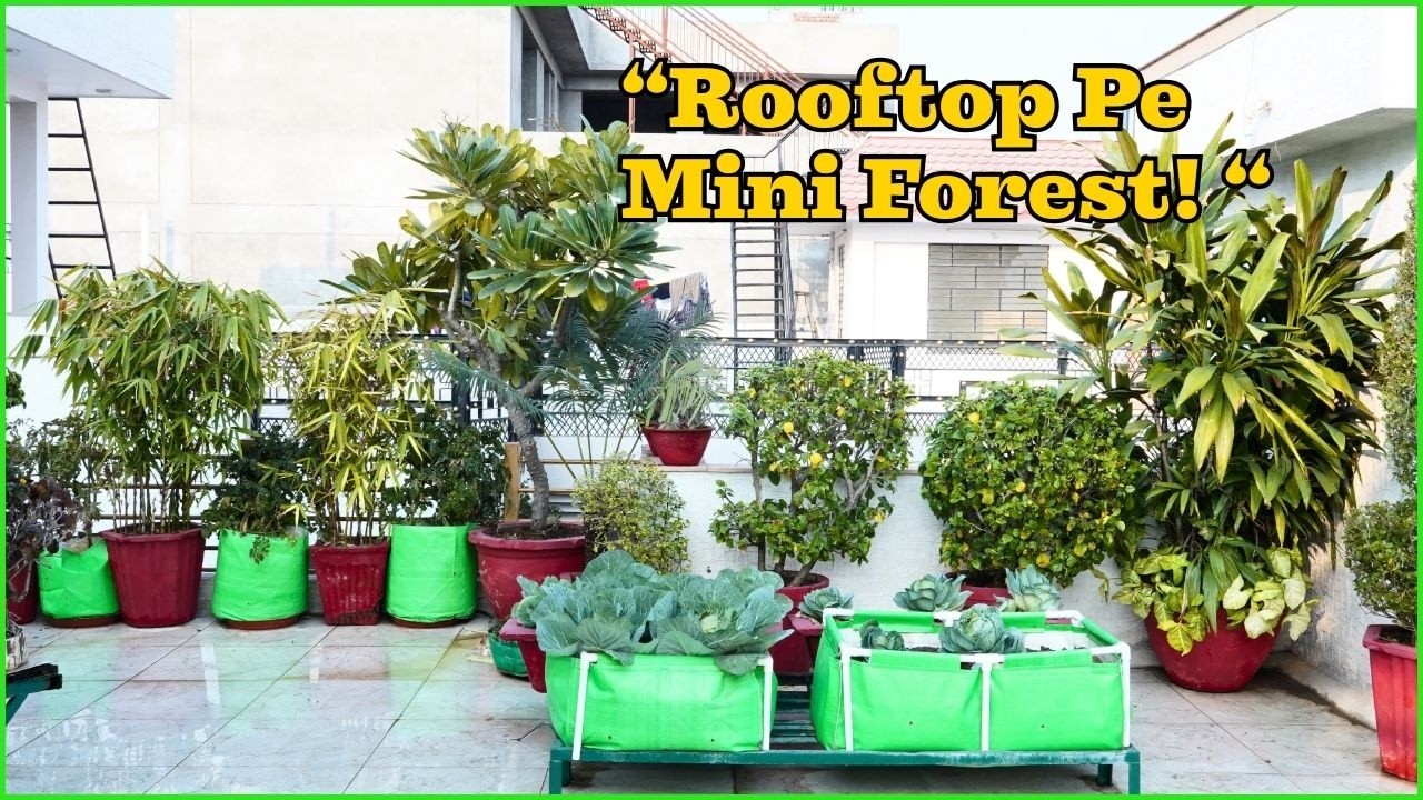 Beautiful Terrace Garden with Big Trees in Pots, Vegetable Garden on Roof Top|Rooftop Kitchen Garden