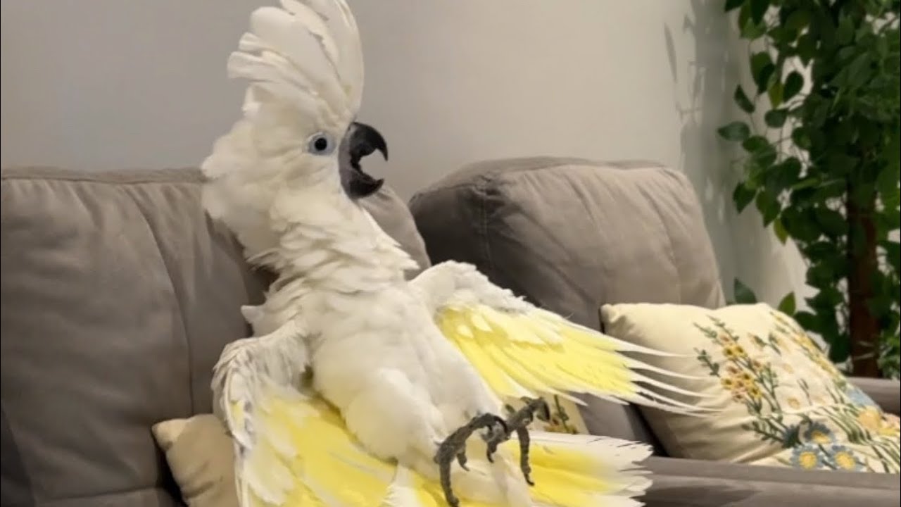 تفكر تمتلك ببغاء كوكاتو امبريلا 😕