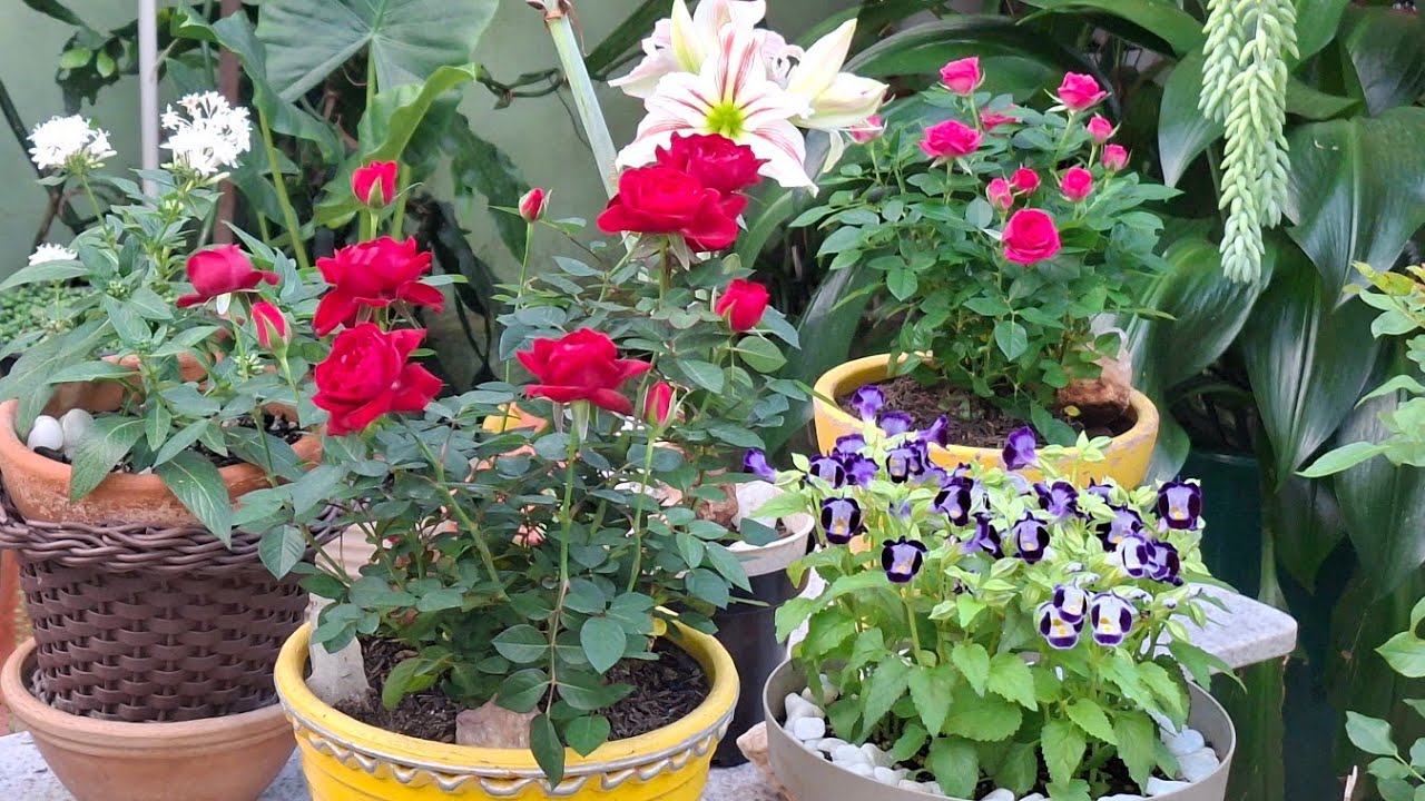 Ela deixou o jardim mais bonito e bem colorido com flores recém chegadas 