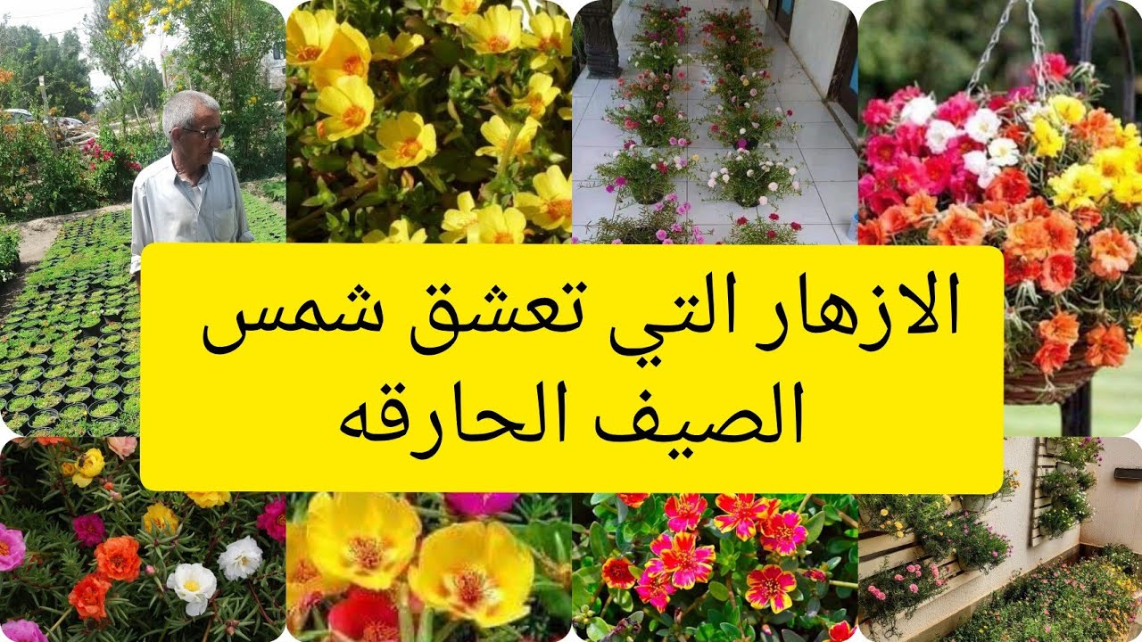 نازناز portulaca grandifora والناز هندي او رجلة الزهور Portulaca umbraticola خيار رقم 1 مزهرة بالصيف