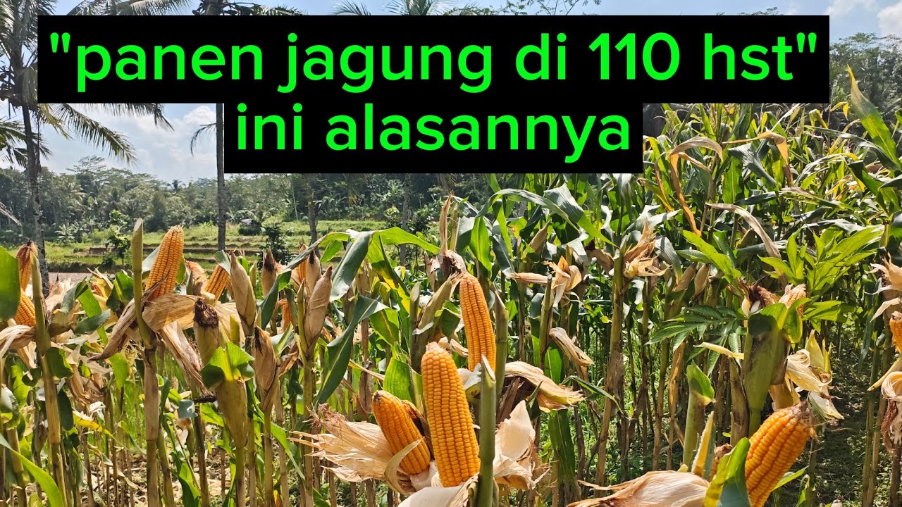Panen jagung di usia 110 hst, ini alasannya 