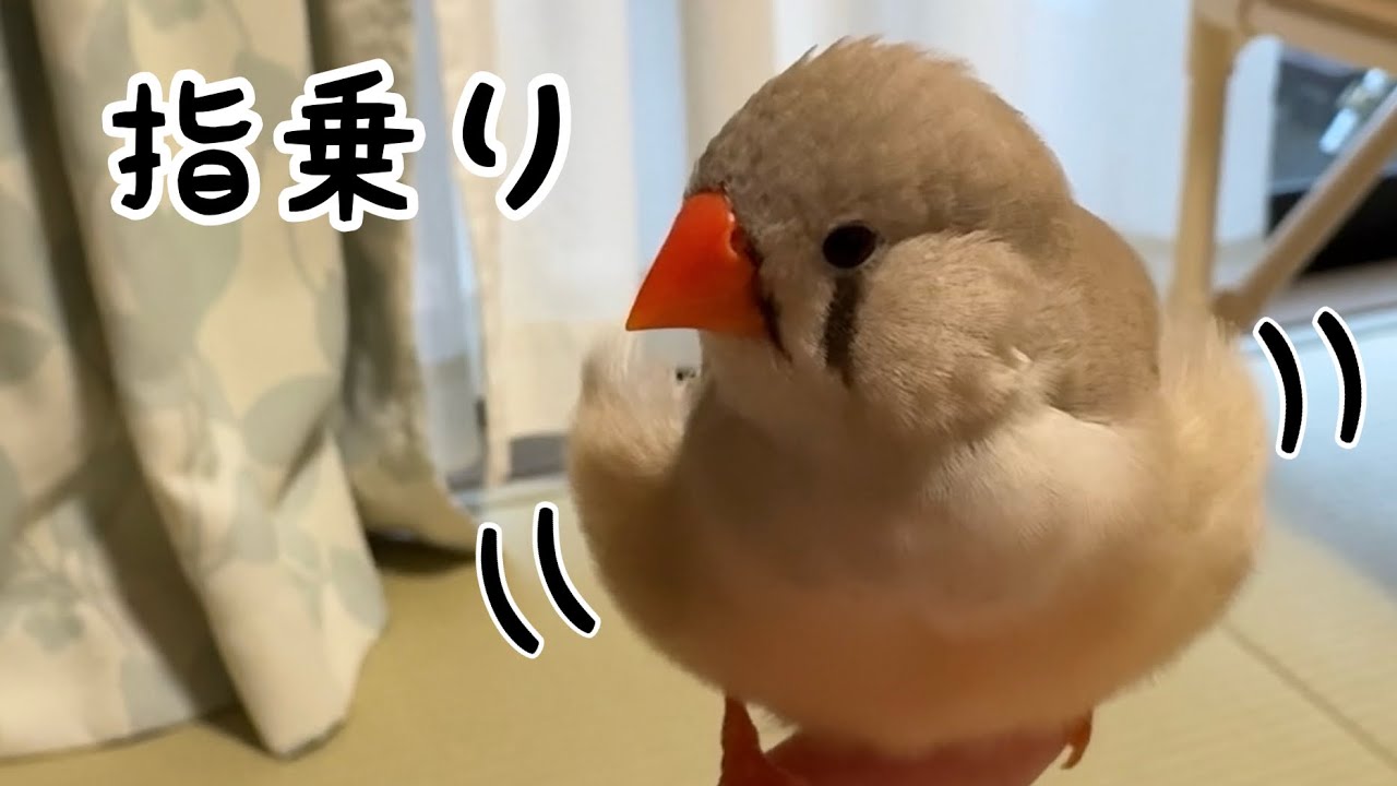 キンカチョウ♀の羽づくろい｜指乗り・鳴き声あり