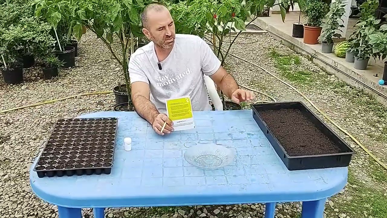CÂND SE SEAMĂNĂ PANSELUTELE SI NASTUREII!
