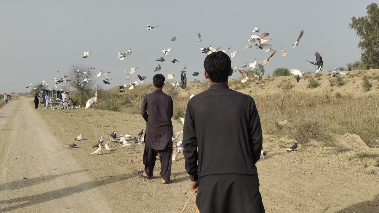 1st Day New Lundi Par Badda Kara Kabootar tournament video race high Flying Pigeons race