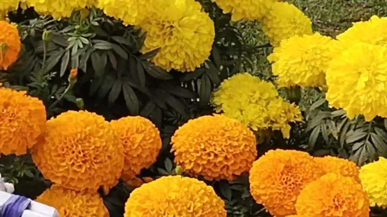 narira niti 38 bani# sphurita naritya re purusa ra udhipti# sree sree thakura anukulchandranka