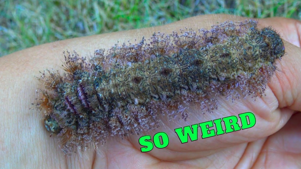 Poorly Documented Lappet-Moth: Grellada imitans (Lasiocampidae) / MothCycles