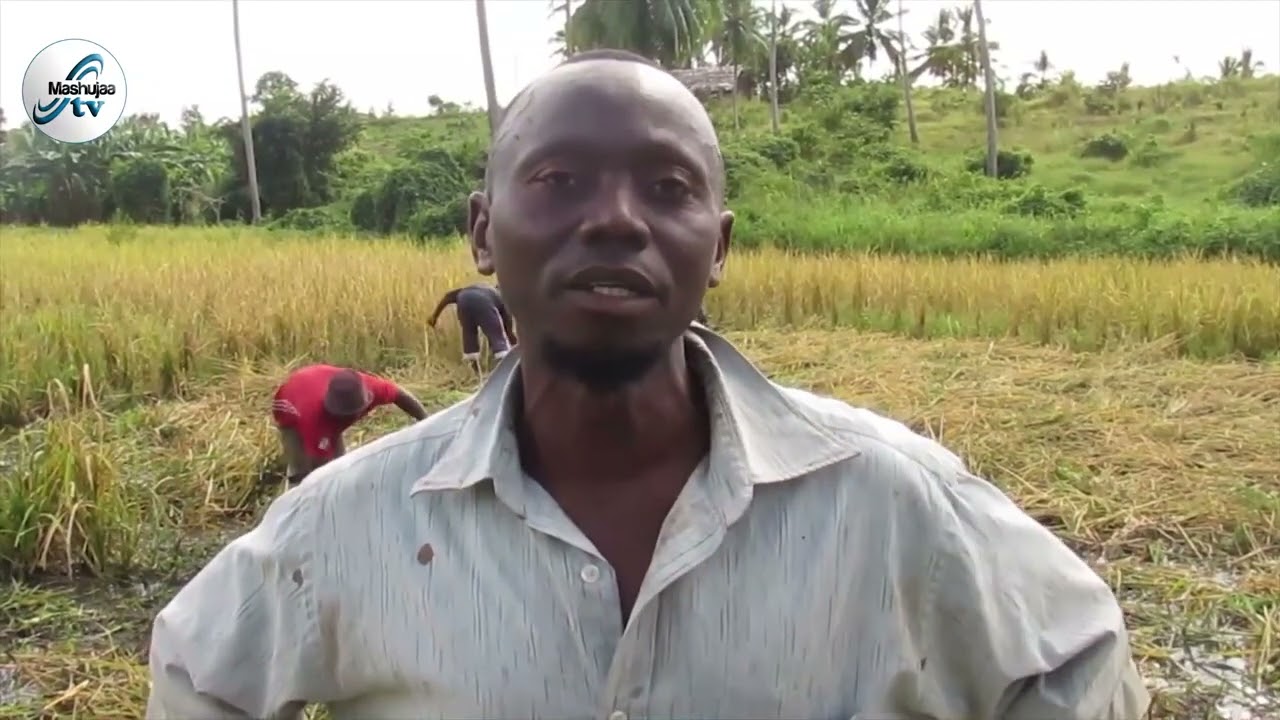 kilimo cha ufuta Kilwa