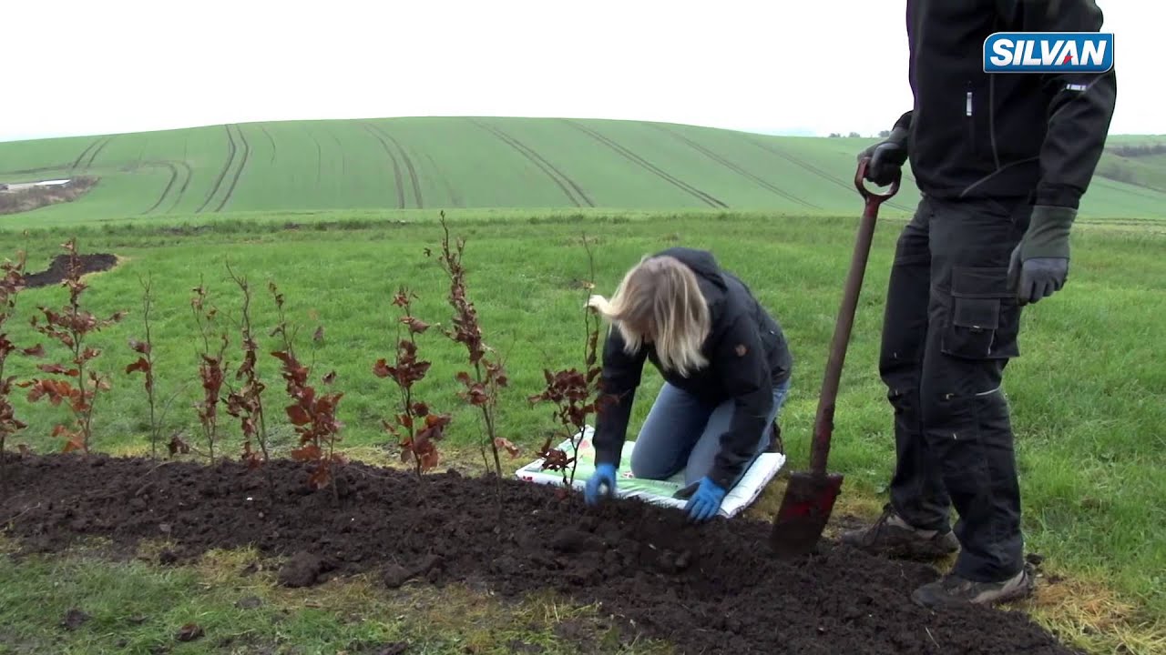 Champost - sådan planter du en bøgehæk