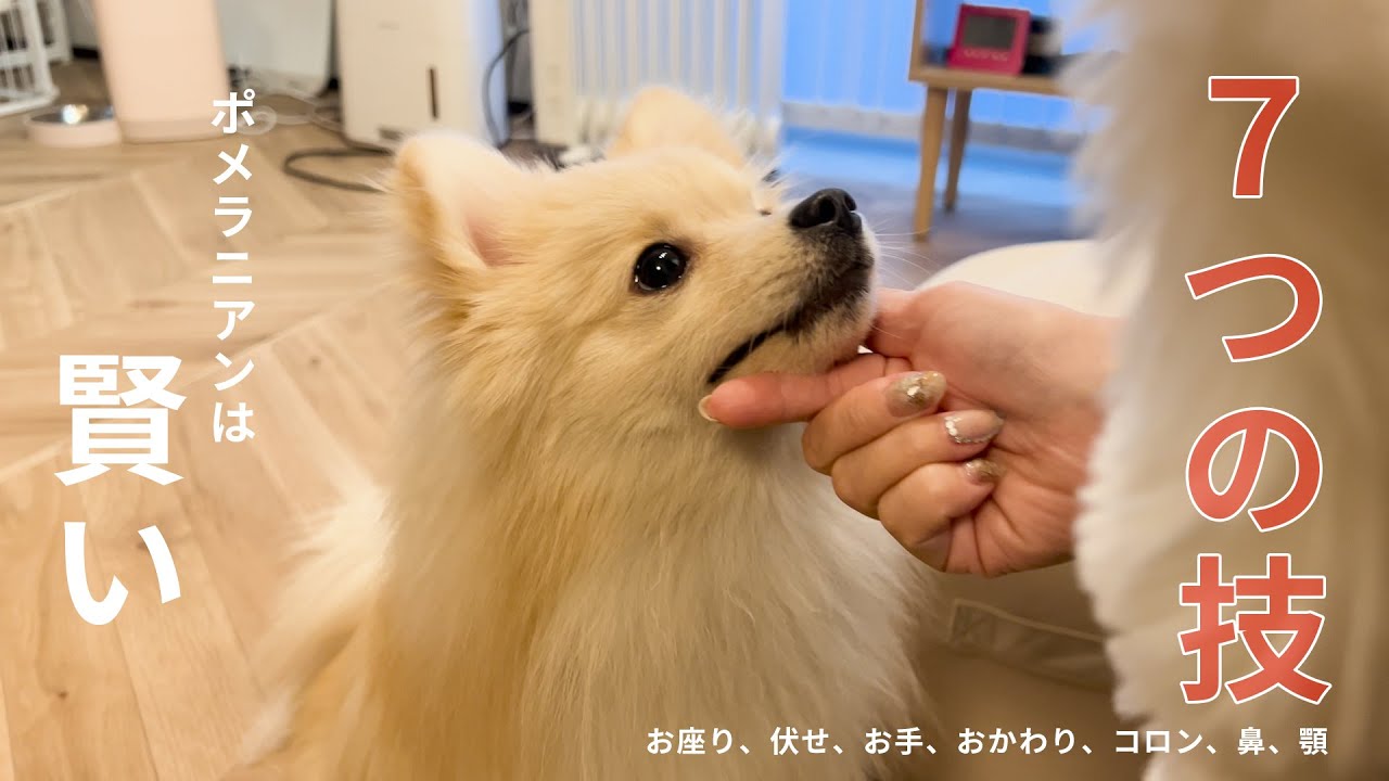 【しつけ記録】子犬から成犬になるまでに覚えた7つの技(犬芸)！ポメラニアンは賢い🐶7 Essential Tricks Every Pomeranian Can Learn.