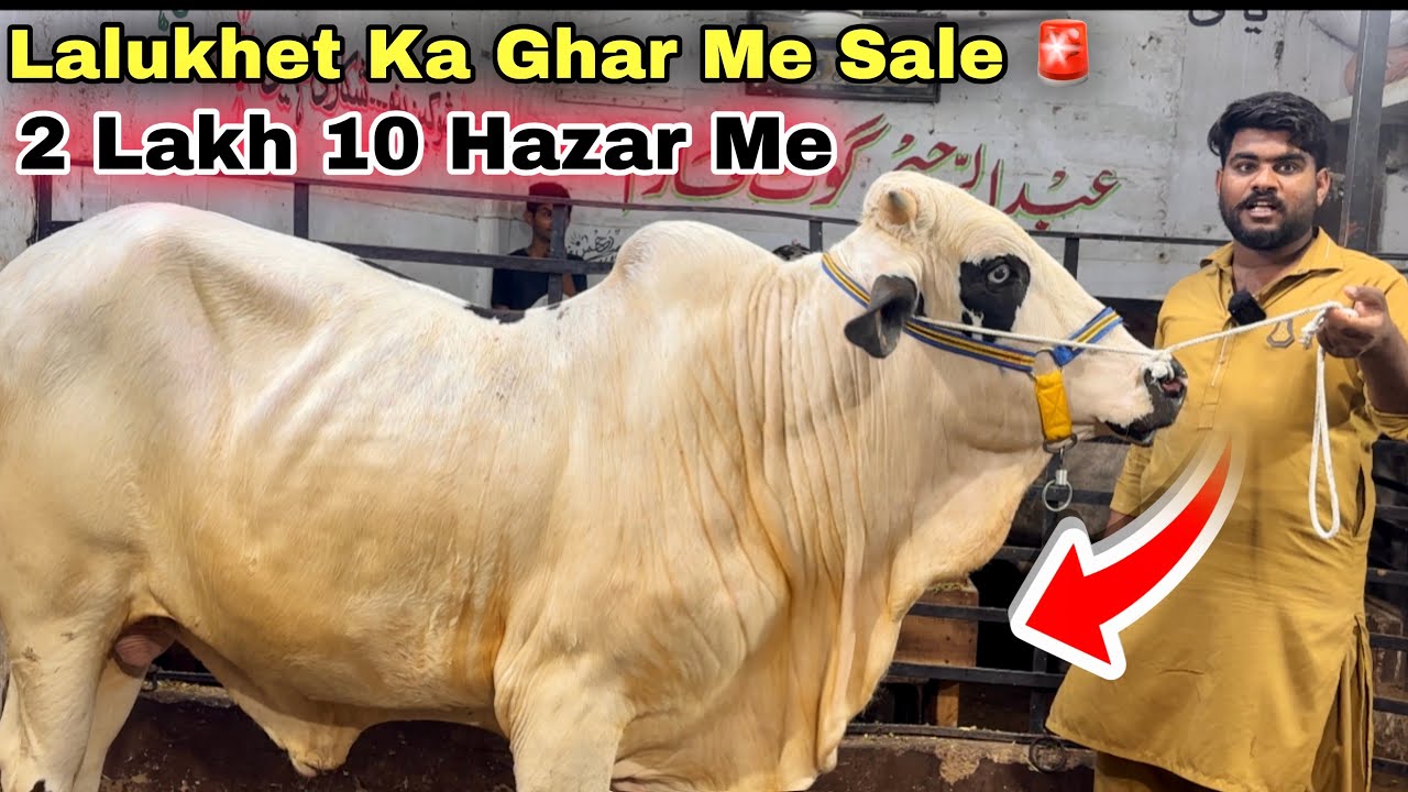 Lalukhet Ka Ghar Me Qurbani 2026 Ki Sale 🚨 | Bachra & Bachriya | Cow Mandi 