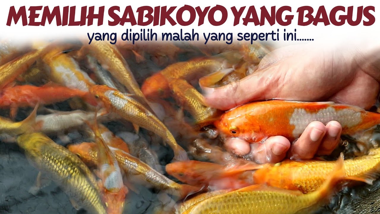 PROSES SELEKSI KOI SABIKOYO DI SAMUDERA KOI BLITAR