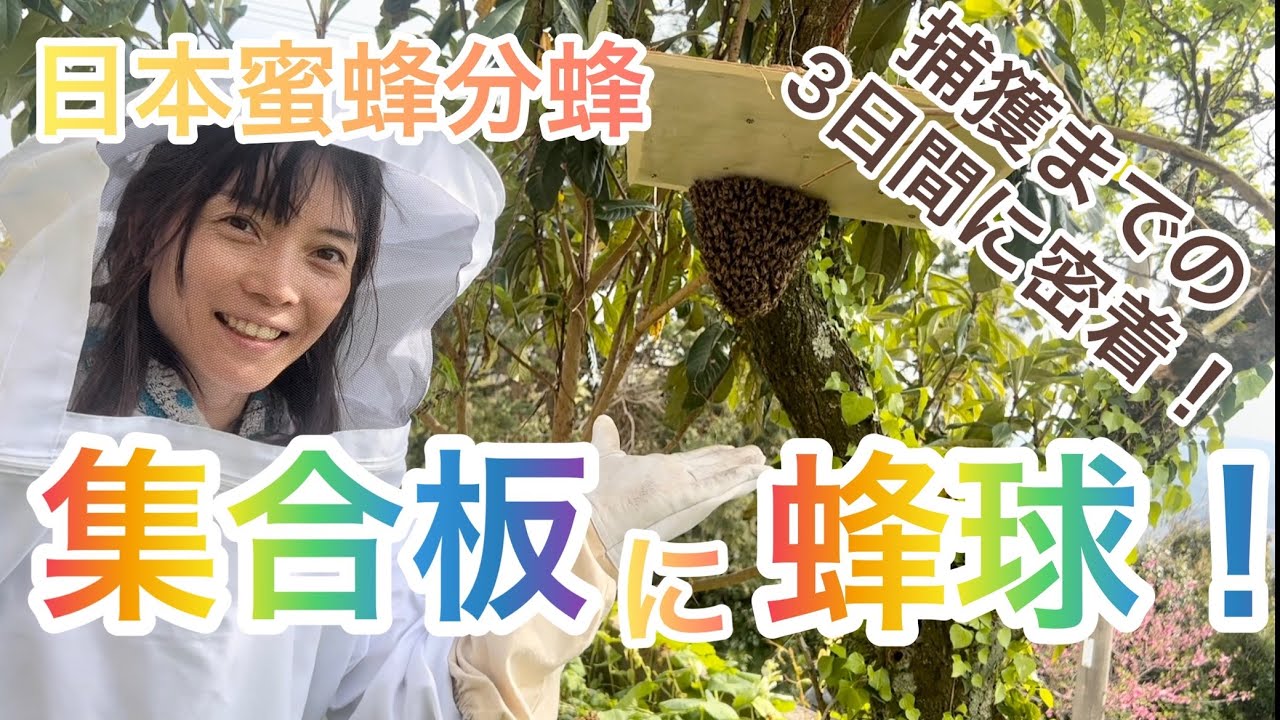 集合板に蜂球！捕獲までの準備•製作•設置の3日間に密着！#日本蜜蜂 #田舎暮らし