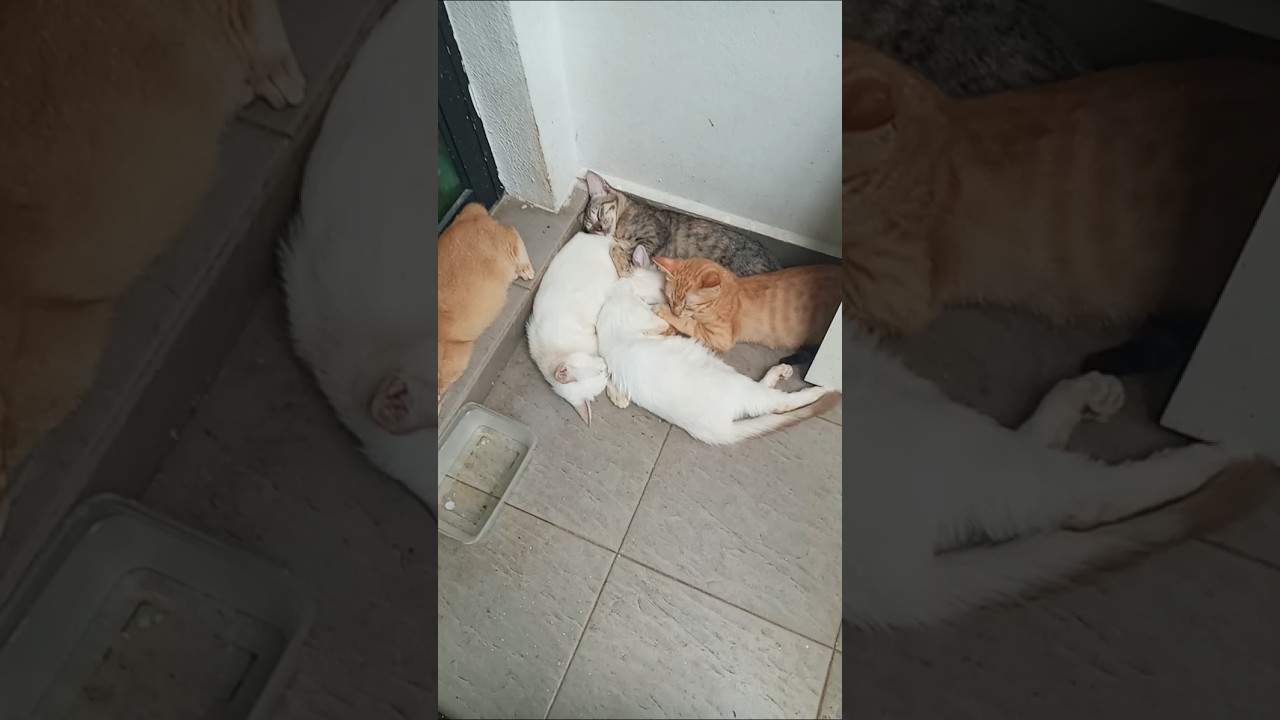 Cats & kittens are 773 & 672 & 655 & 607 & 531 & 416 & 378 & 278 & 148 & 127 & 45& 439&372&270&236