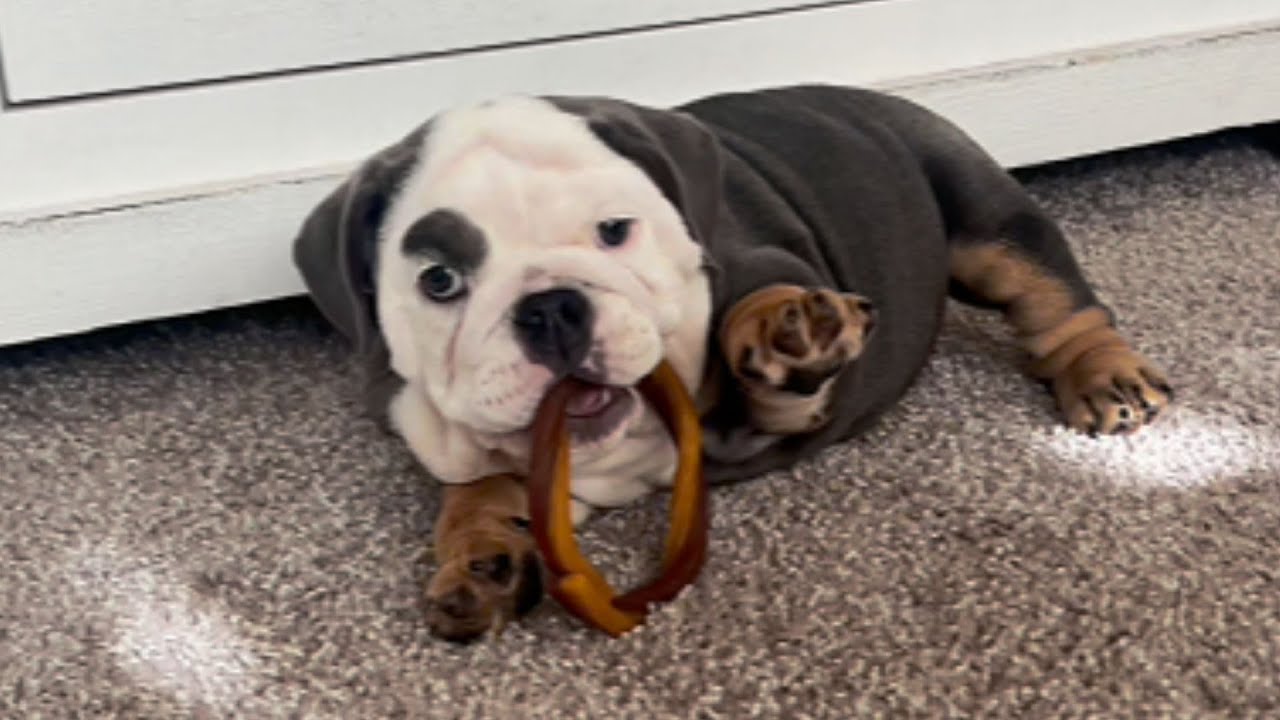 WOMAN DIDN'T WANT THIS BLIND ENGLISH BULLDOG — WHAT HE DID NEXT LEFT HER IN TEARS