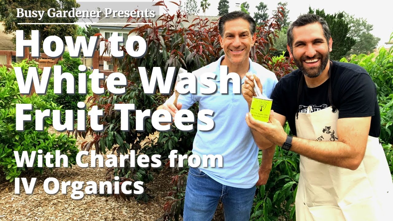 YOUR TREES WILL BURN! | Avoid Tree Damage by White Washing / Collab with Charles @ IV Organics