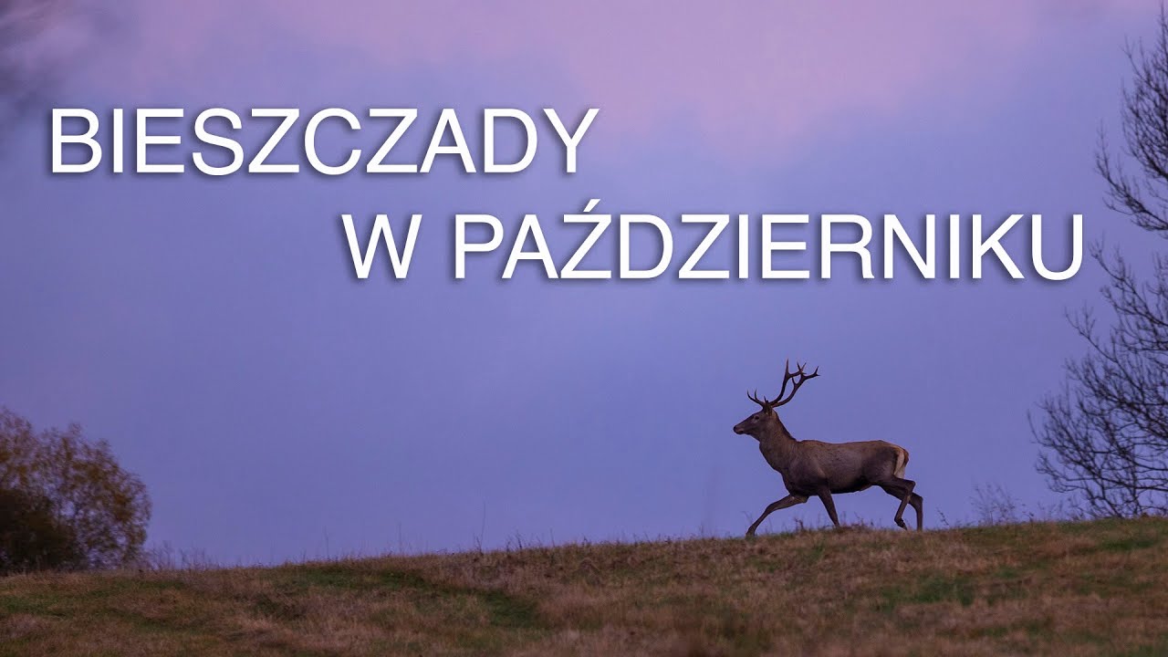 Bieszczady w październiku. Jelenie, ural, wodospady, połoniny, żbik... Z życia fotografów przyrody