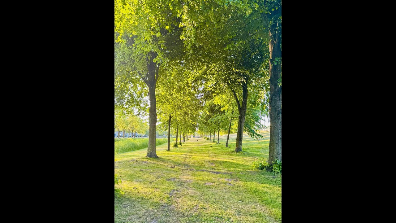 Peaceful Nature Walk with Breathtaking Views  Stress Relief Scenery🌲