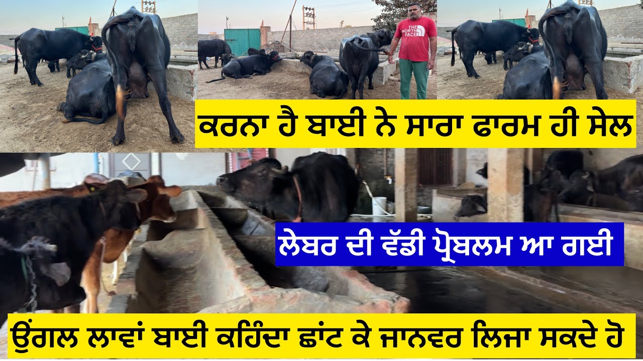 ਕਰਨਾ ਹੈ ਬਾਈ ਨੇ ਸਾਰਾ ਫਾਰਮ ਸੇਲ ,ਲੇਬਰ ਦੀ ਵੱਡੀ ਪ੍ਰੋਬਲਮ ਆ ਗਈ,ਉਂਗਲ ਲਾਵਾਂ ਬਾਈ ਕਹਿੰਦਾ ਛਾਂਟ ਕੇ ਜਾਨਵਰ ਲਿਜਾ ਸ……