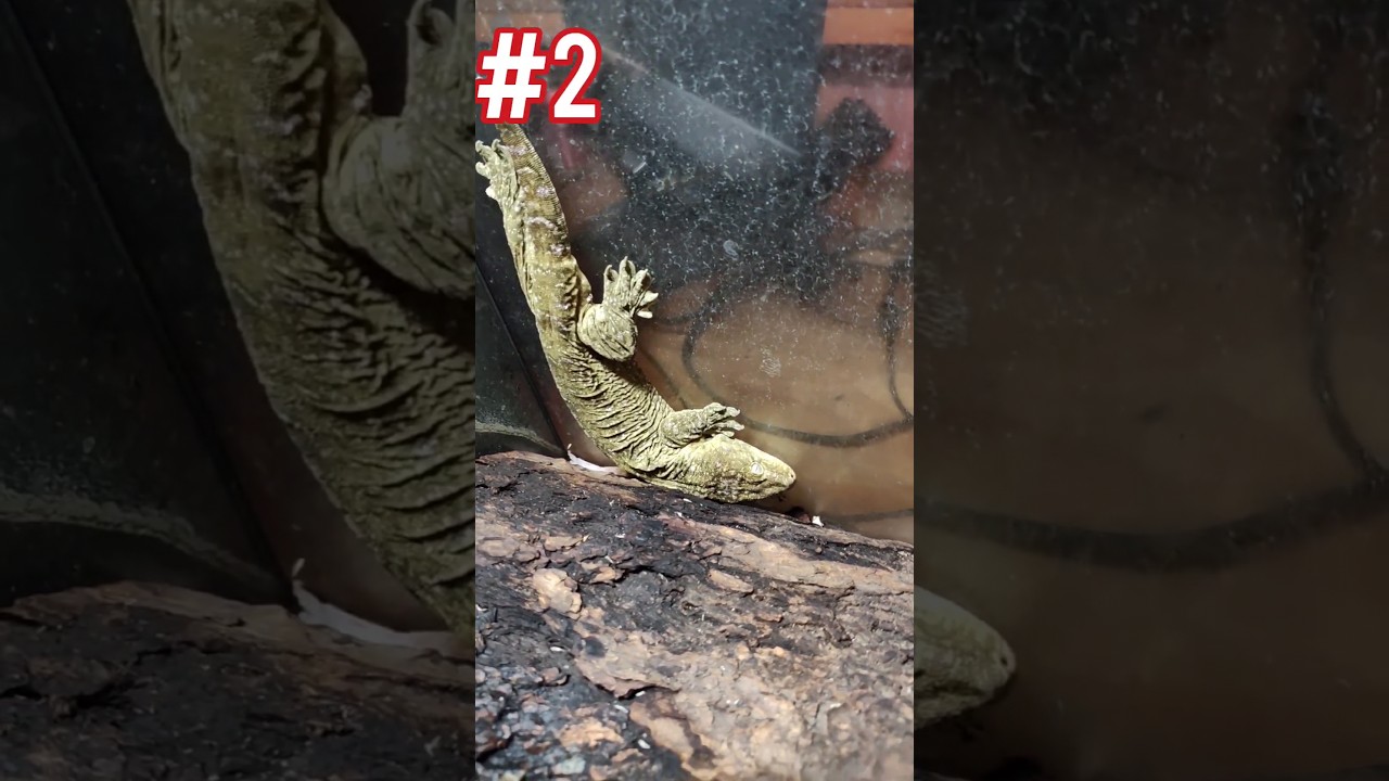 My Most Expensive Reptiles #reptiles #geckos #lizards