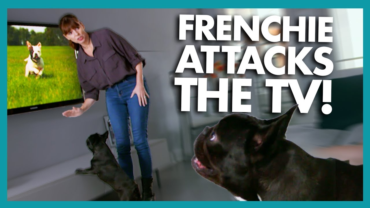 Molly 'Launches' Herself at the TV Any Time She Sees a Dog! | It's Me or The Dog
