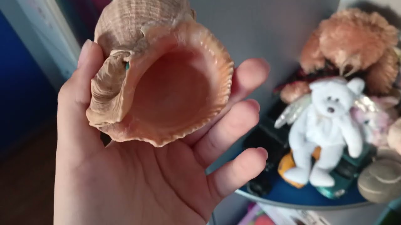 Обзор на ракушки с моря