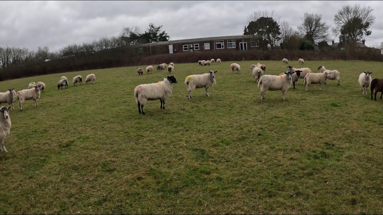Getting the sheep shed ready 
