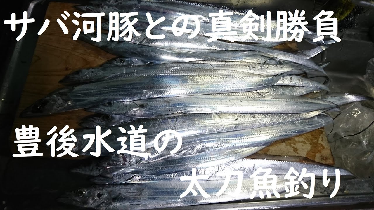 サバ河豚との真剣勝負？！～豊後水道の太刀魚釣り～