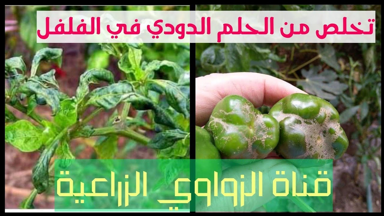 الحلم الدودي في الفلفل الأعراض والعلاج حصريا على قناة الزواوي الزراعية
