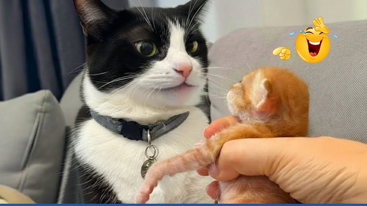 Try Not to Laugh! Hilarious Cats & The Funniest Cat and Dog Videos of the Year 😂