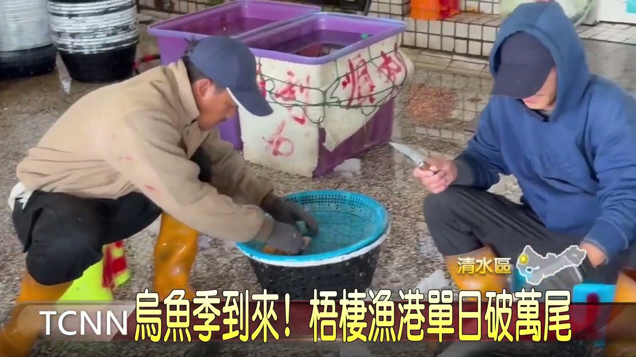 烏魚季到來! 梧棲漁港單日破萬尾-大台中新聞