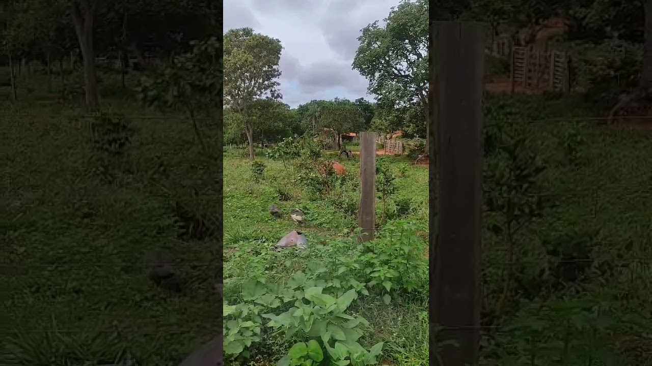 Começando uma chácara sem nenhuma experiência 🌴