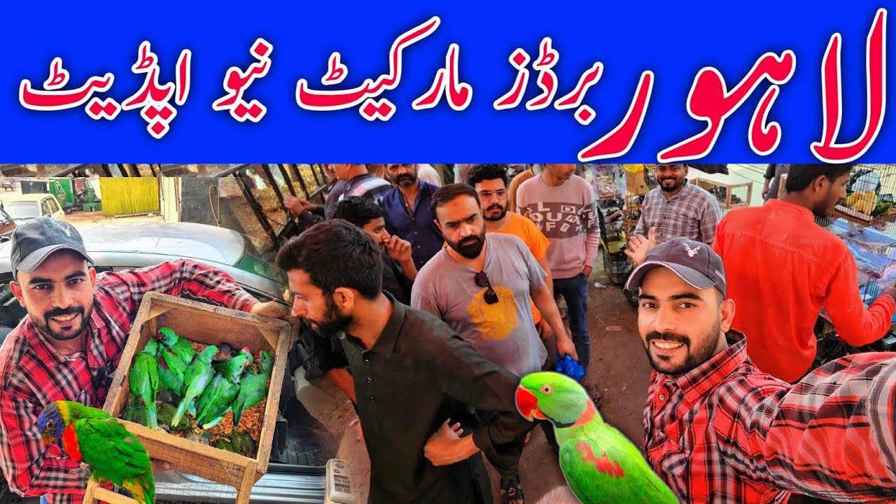 Lahore sunday birds market New update price 8-3-2026 #lahorientertainmentchannel #birds #parrot