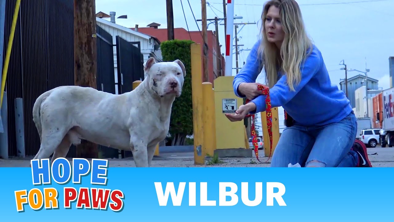 Homeless and abused, this Pit Bull didn't lose HOPE that something amazing will happen! #pitbull