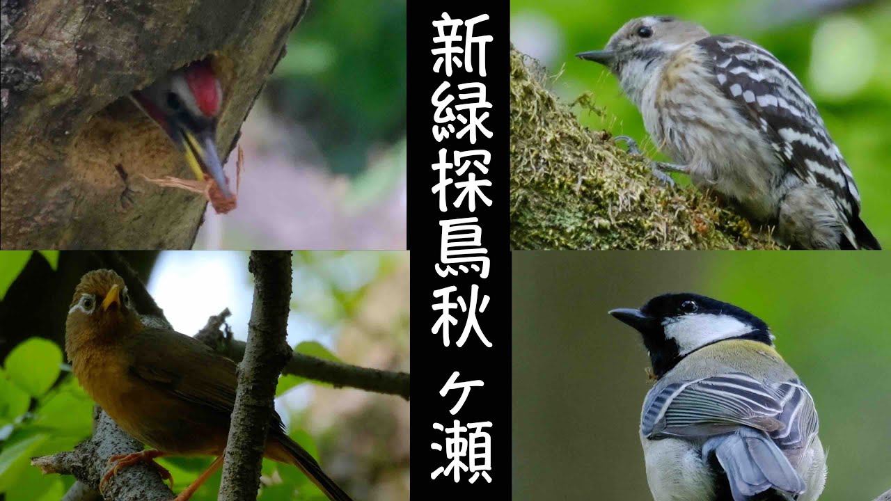4月22日 惨敗の秋ヶ瀬公園夏鳥探鳥