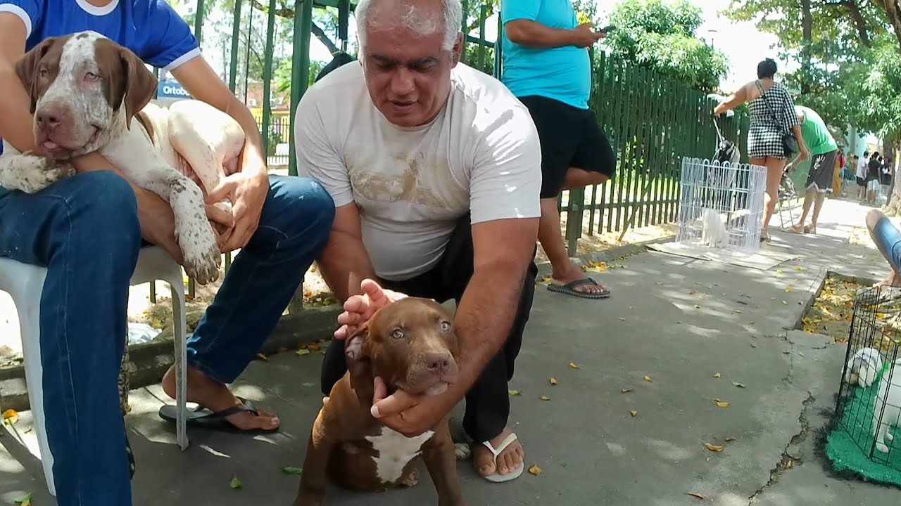 FEIRA DE CACHORRINHOS PITBULL ROTTWEILER PASTOR ALEMÃO PINNCHER YORKSHIRE SHITZU RECIFE-PE 