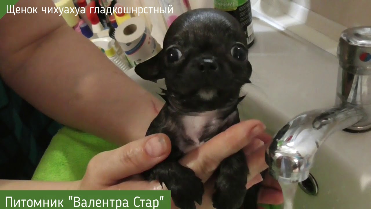 Крошка чихуахуа.Как безопасно помыть МИНИ щенка?